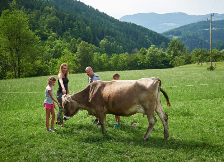BUKOVJE
