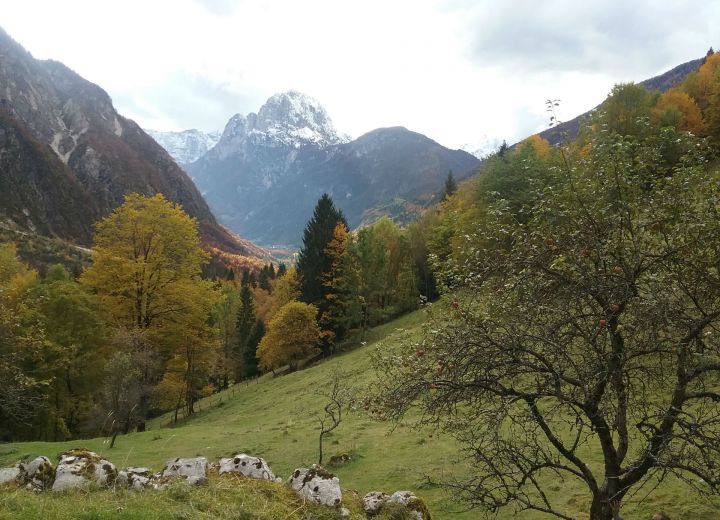 ČERNUTA