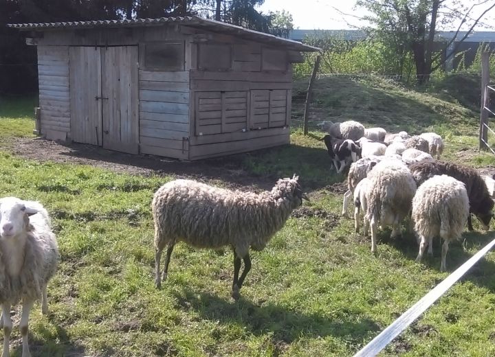 ČEŠUR