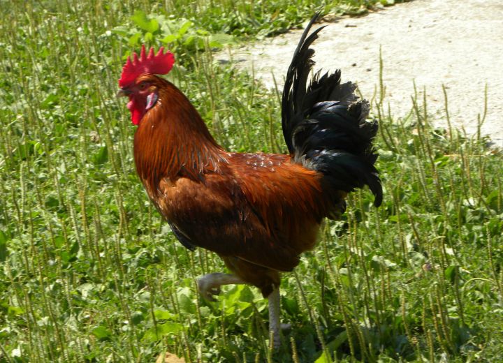 FORTUNOVI