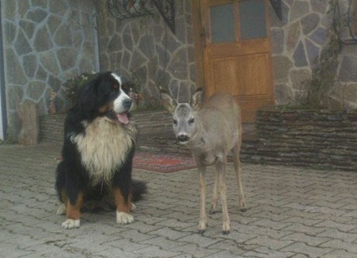 GRIČNIK
