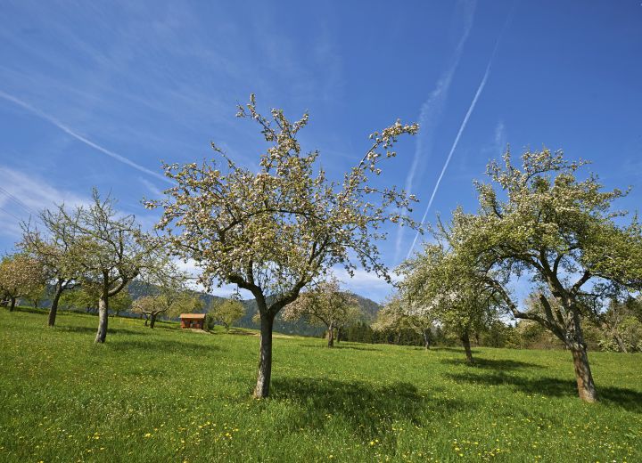 LESJAK