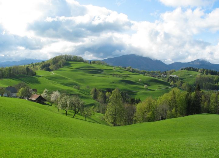 LJUBICA