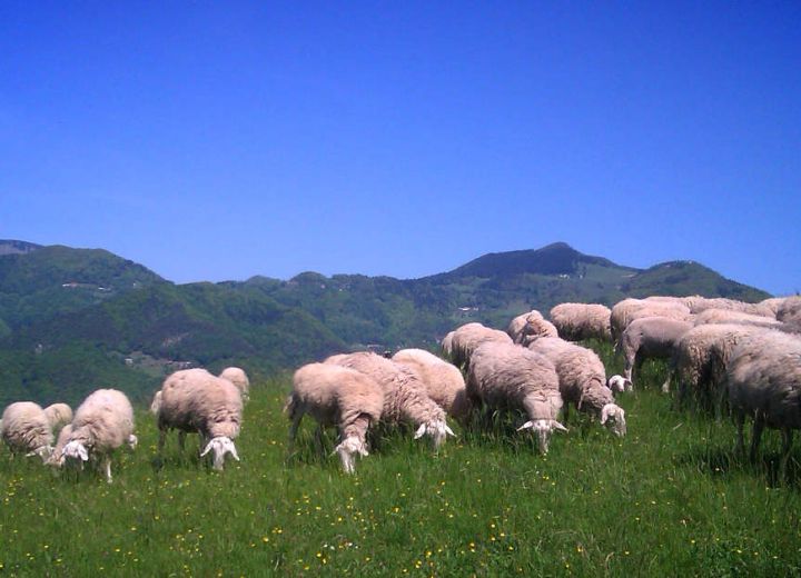 ZELENA TRAVA