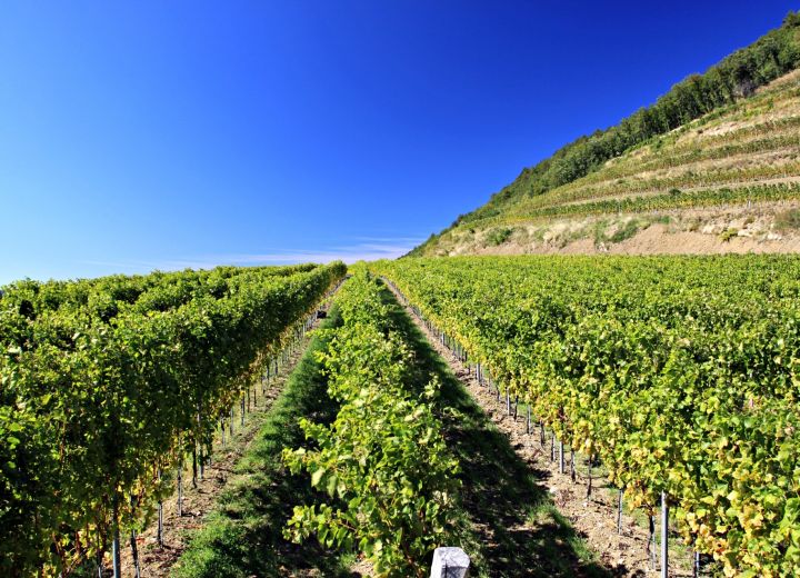 Guerila wines