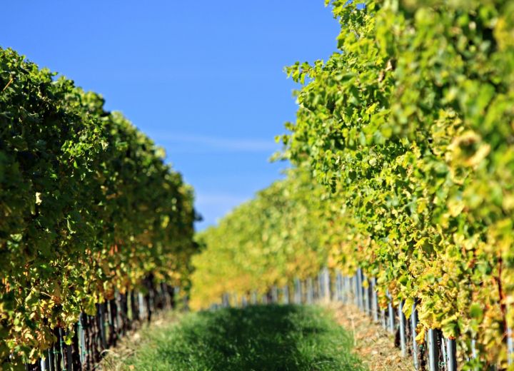 Guerila wines