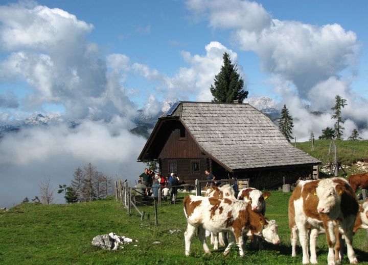 POVŠIN