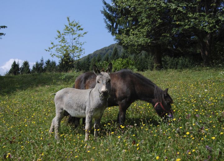 PR' JUREČ