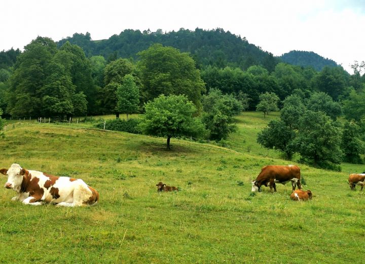Slovenian Traditional Guest House