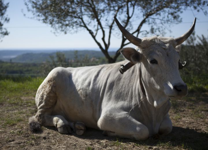 ROBIVERA