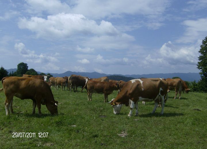 ŠINKOVC