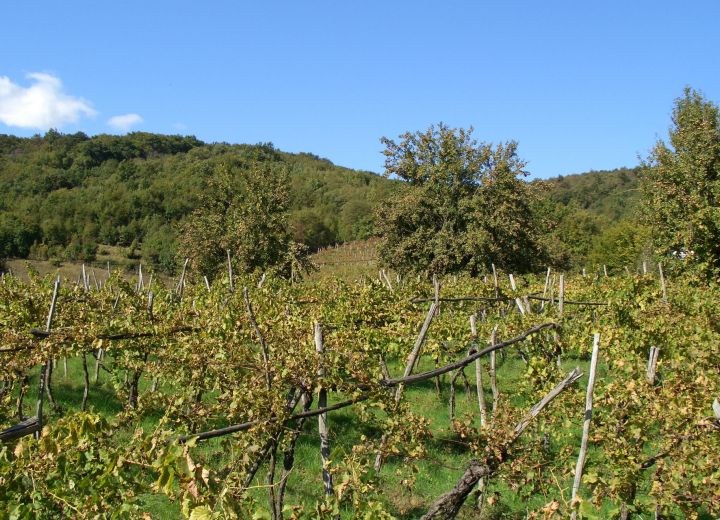 ŠTANFEL