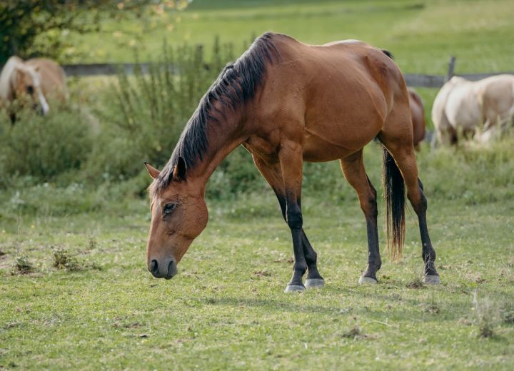 Hiša Viher