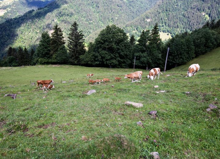 VISOČNIK