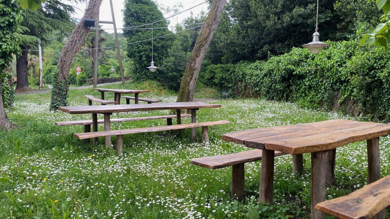 Klopce na travi v družbi marjetic na domačiji Bordon v Dekanih.