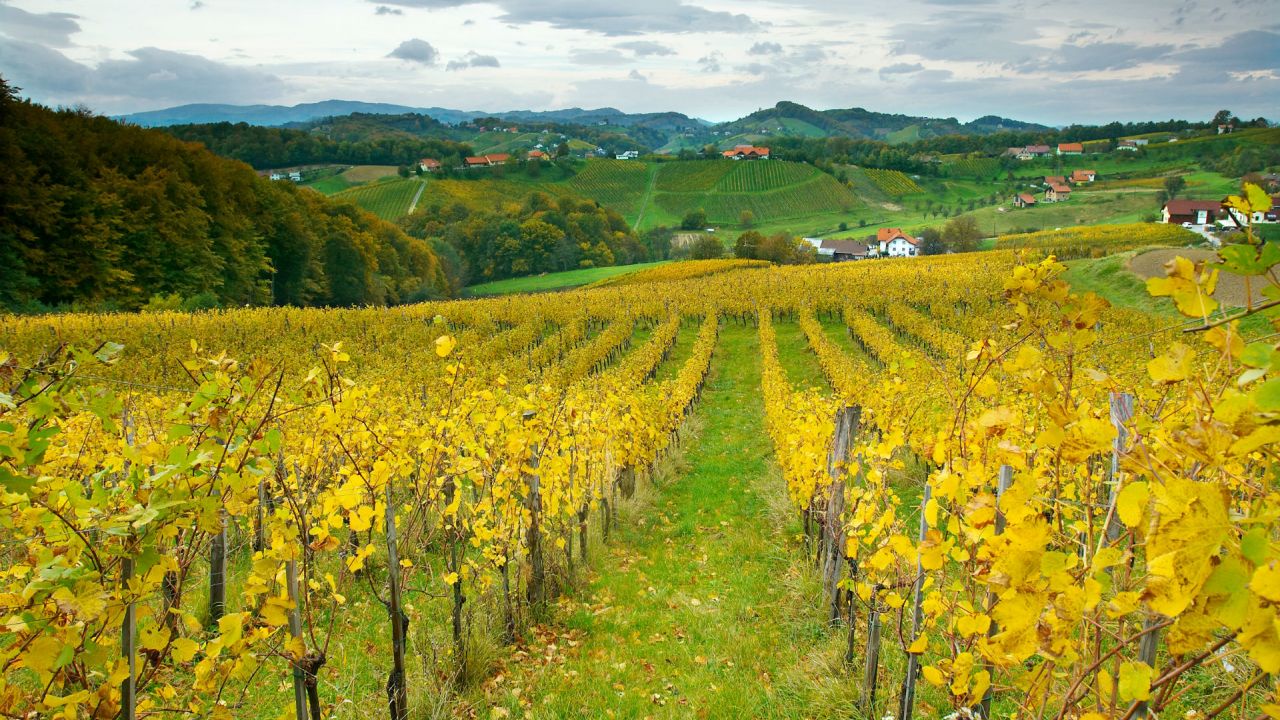 Vinogradi na Malečniku